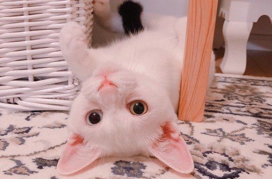 仰向けで寝る白いスコティッシュフォールド