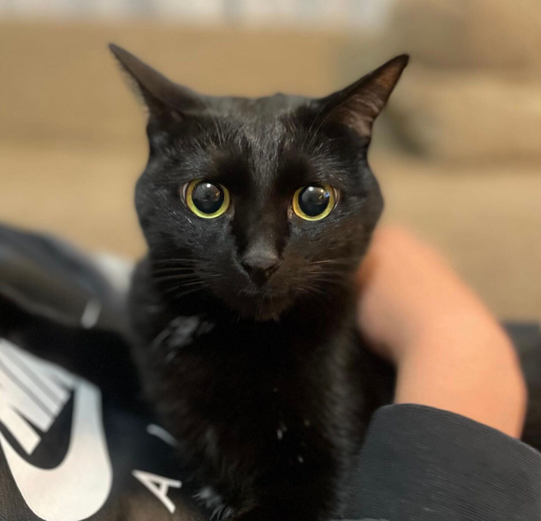 長男の膝でくつろぐモナちゃん