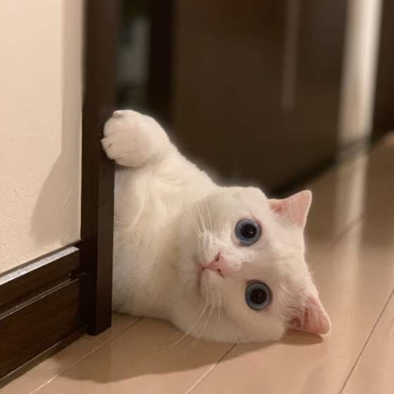 真横からのぞきこむ白猫ましゅーくん