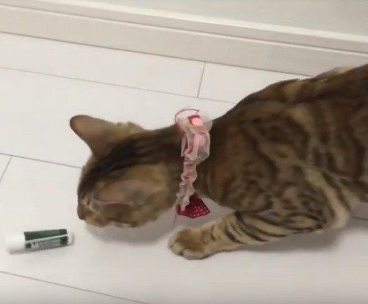 リップと闘う猫