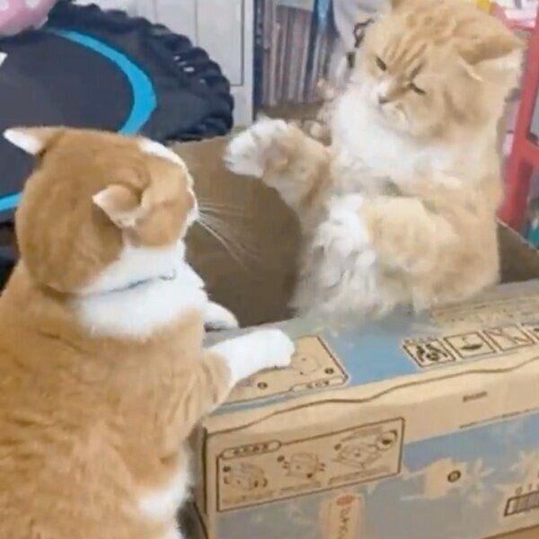 ダンボールをめぐって一触即発のまめちゃんとふうたくん