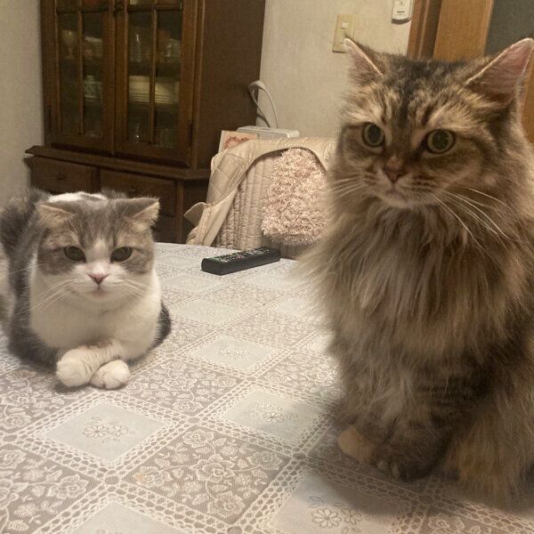 コハクちゃんとチャチャちゃん