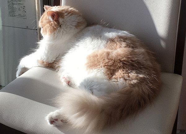 日向ぼっこする猫