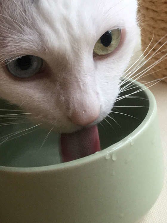 水を飲む猫