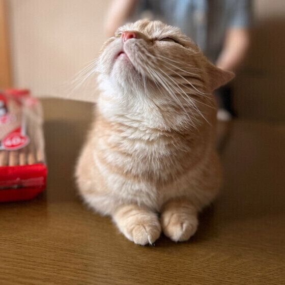 マンチカンのみかんくん