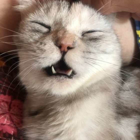 眠るスコティッシュフォールド