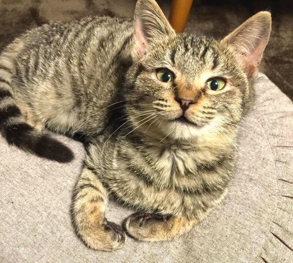 くつろぐサボちゃん