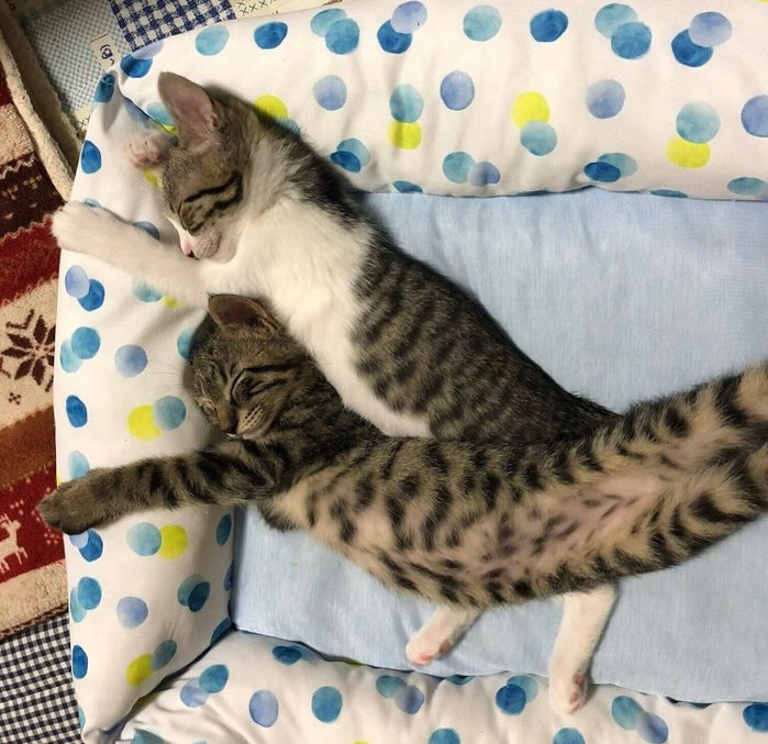 気持ちよさそうに眠るなぎくん、よもぎちゃん