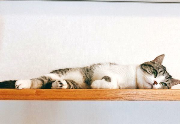 寝転がるクロエちゃん