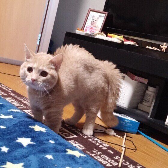 威嚇する猫