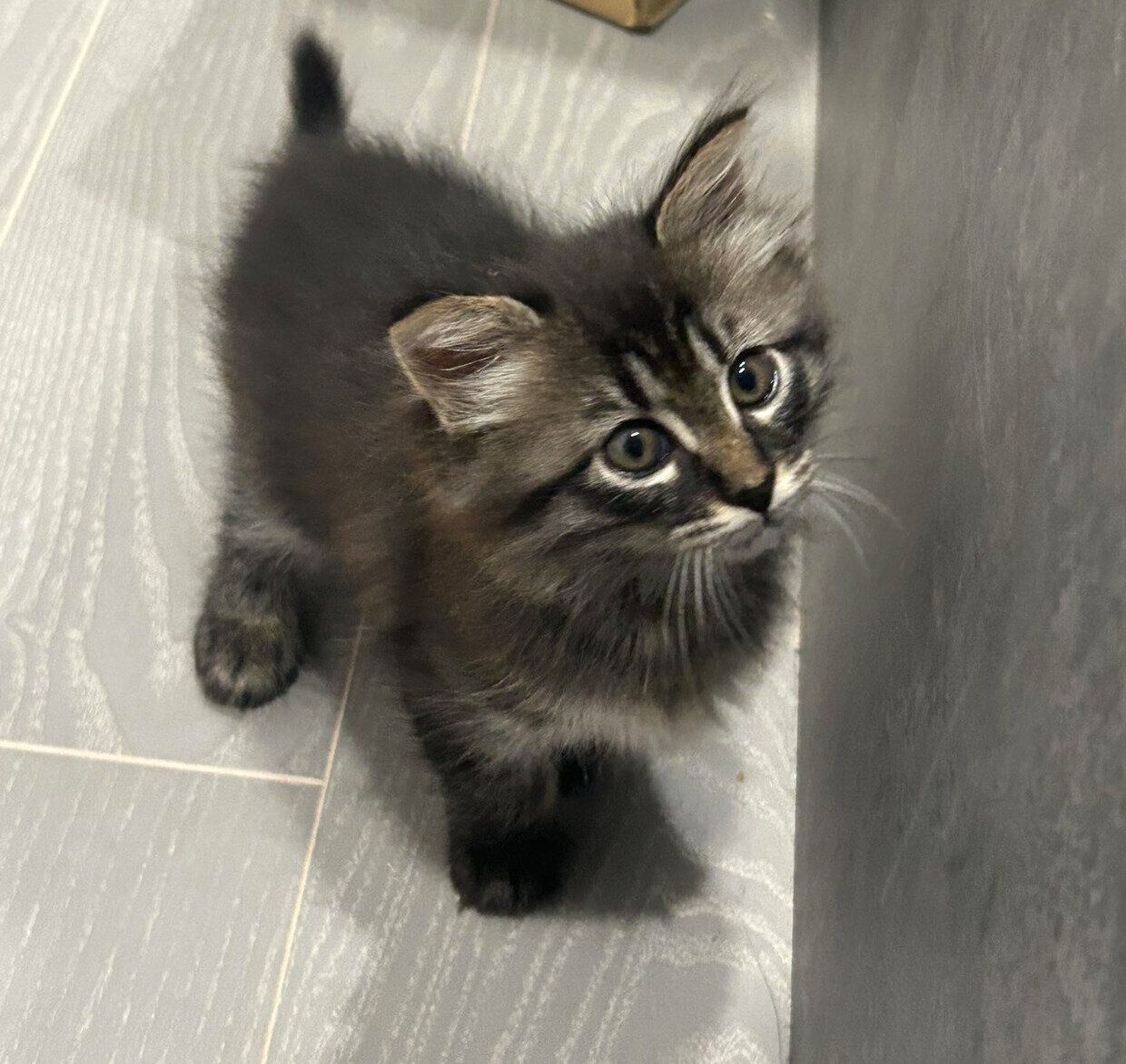 お迎えしたばかりのころのてんちゃん