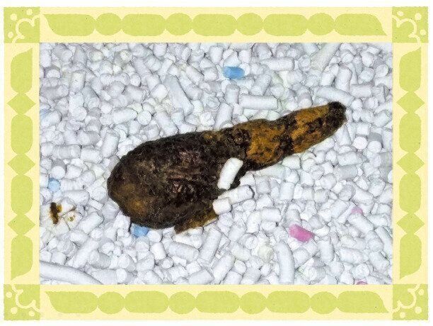 撮影／ねこのきもち読者