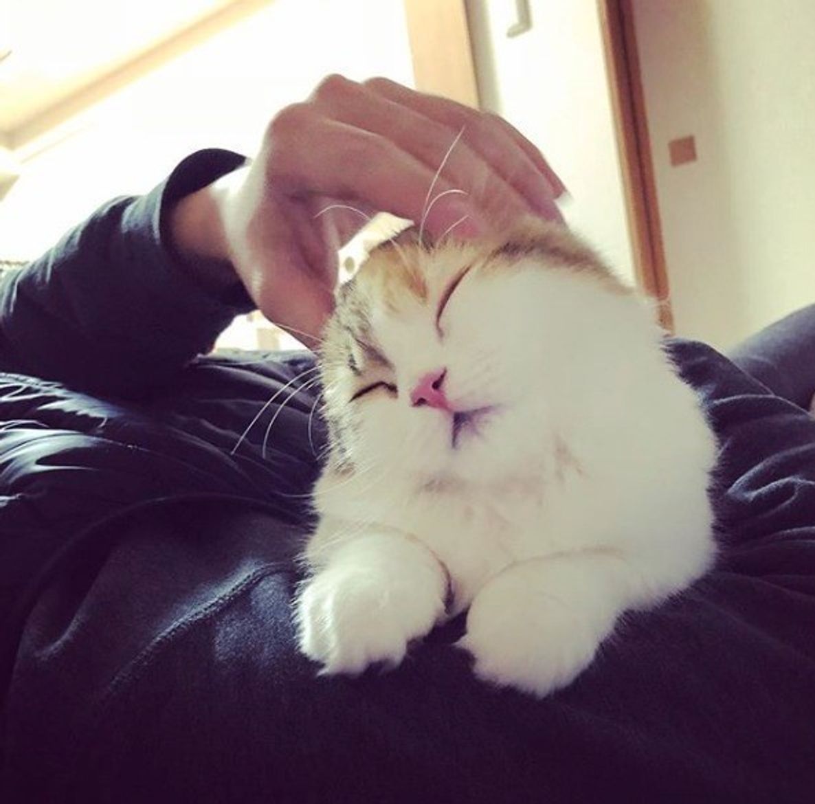 何でもない日も猫と二人きりで過ごす時間が幸せ なエピソード5選 ねこのきもちweb Magazine 何でもない日も猫と二人きりで過ごす時間が幸せ なエピソード5選 ねこのきもちweb Magazine