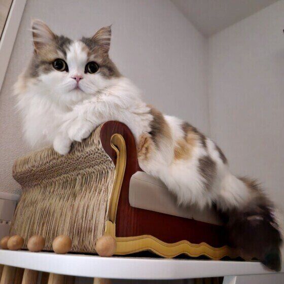 ミヌエットのラテちゃん