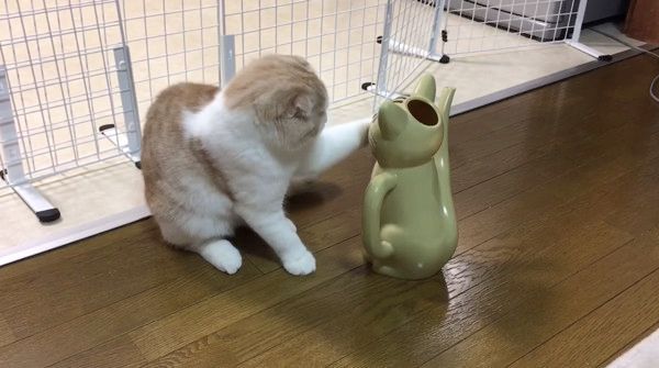 ジョウロにビビる猫