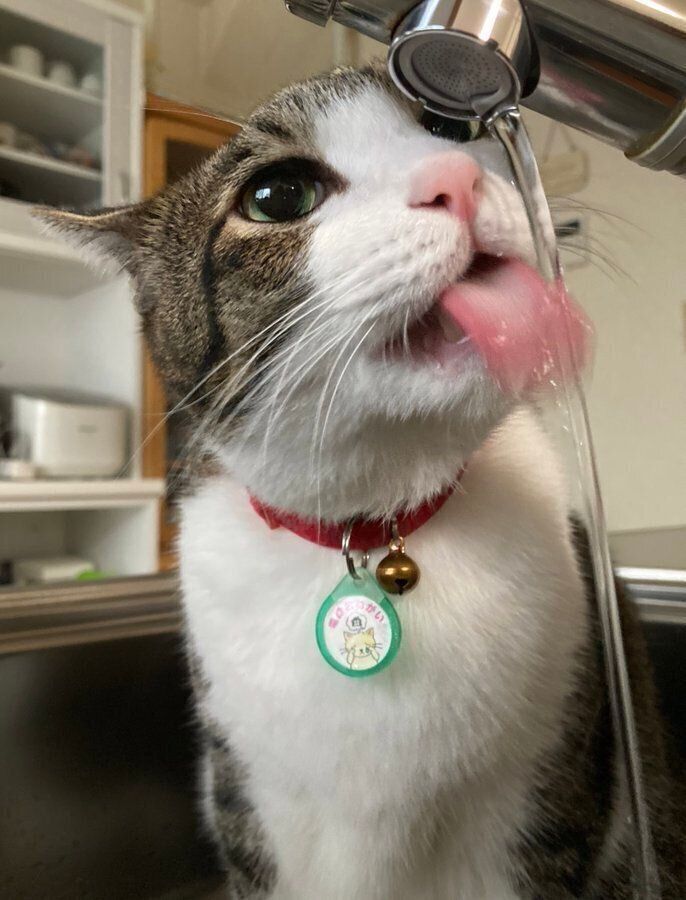 飼い主さんに水を出してもらったふくくん　うれしそう