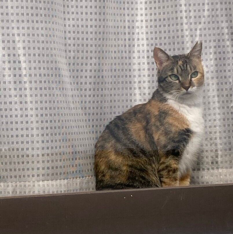 窓の外を眺めるみけちゃん