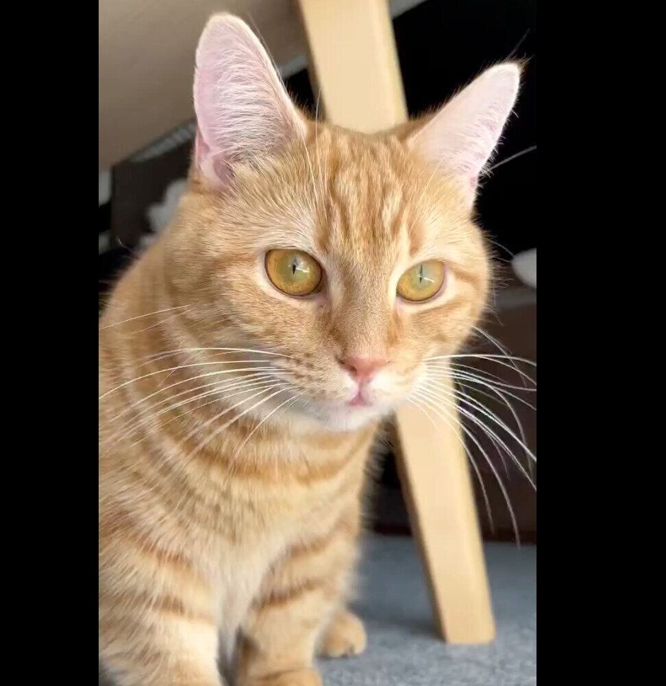 見つめるころもちゃん