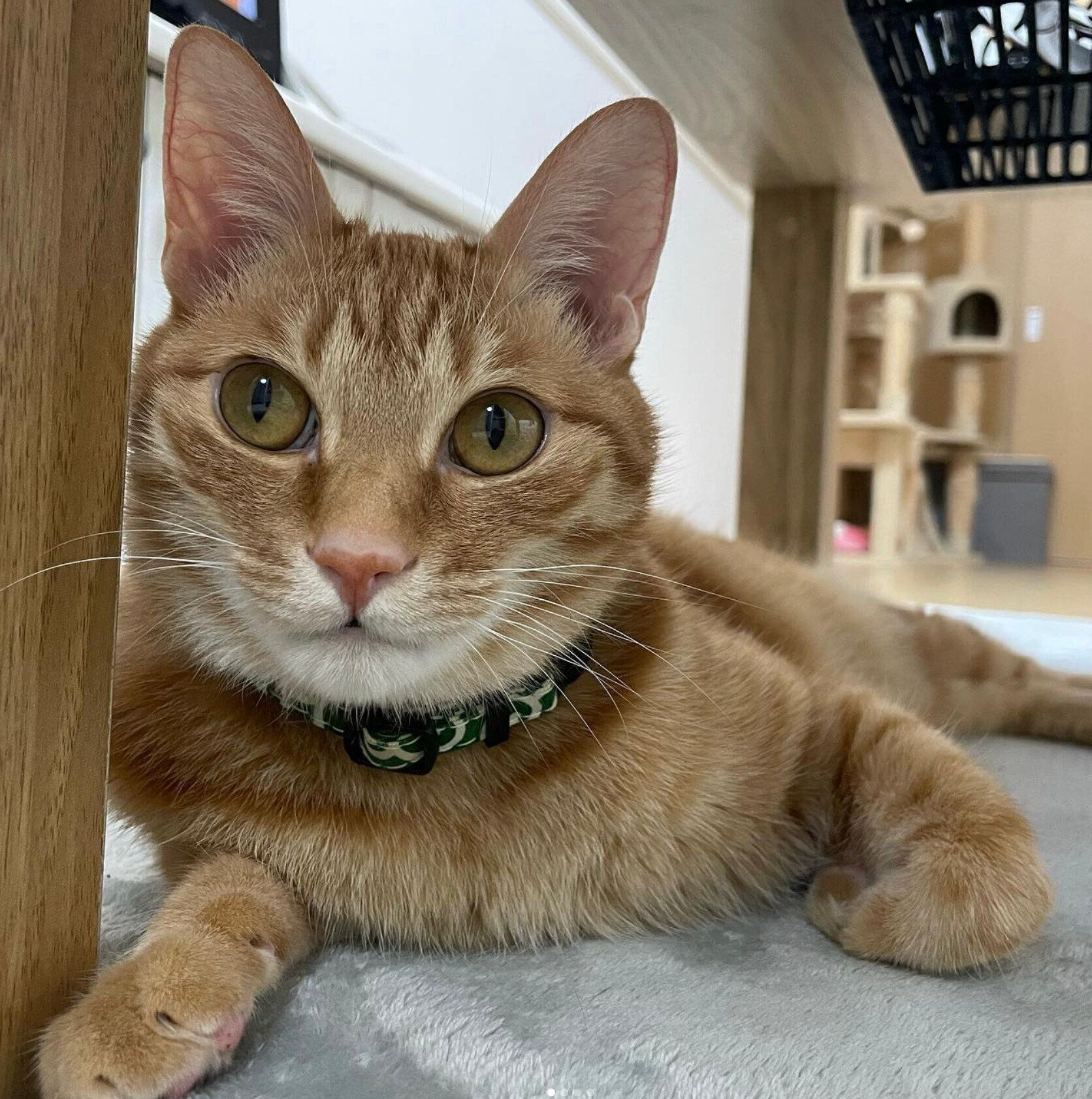 大の字猫 大の字”で寝転がる猫、飼い主に名前を呼ばれてしっぽで反応