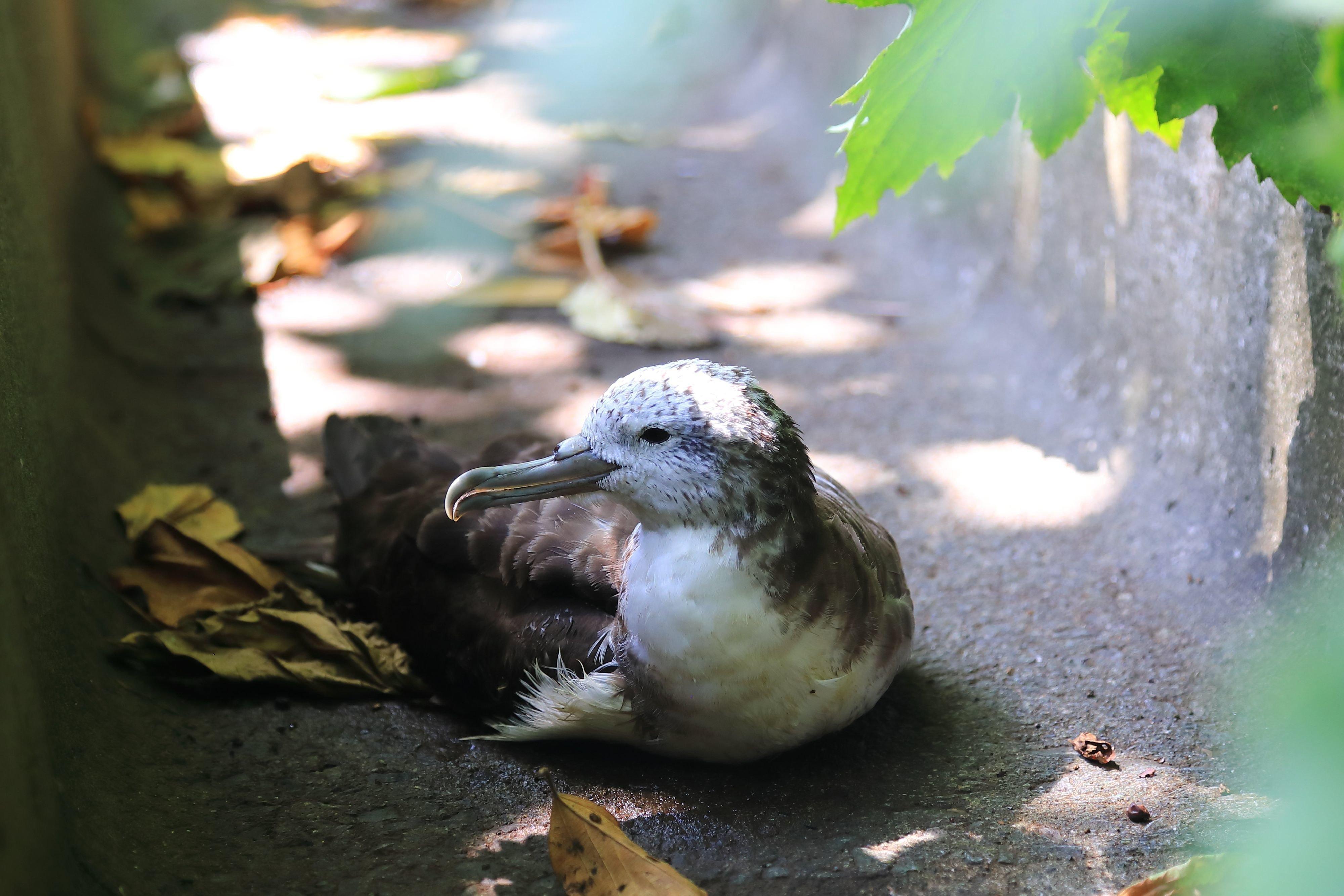 画像提供／御蔵島のオオミズナギドリを守りたい有志の会