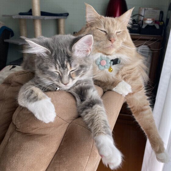 メインクーンのTomくんたち♪