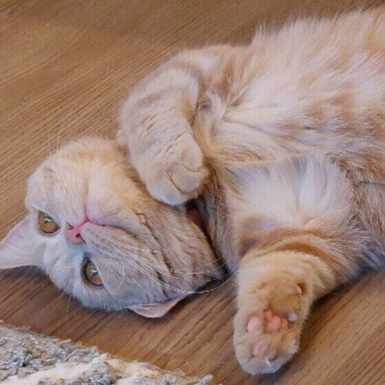 マンチカンのももちゃん