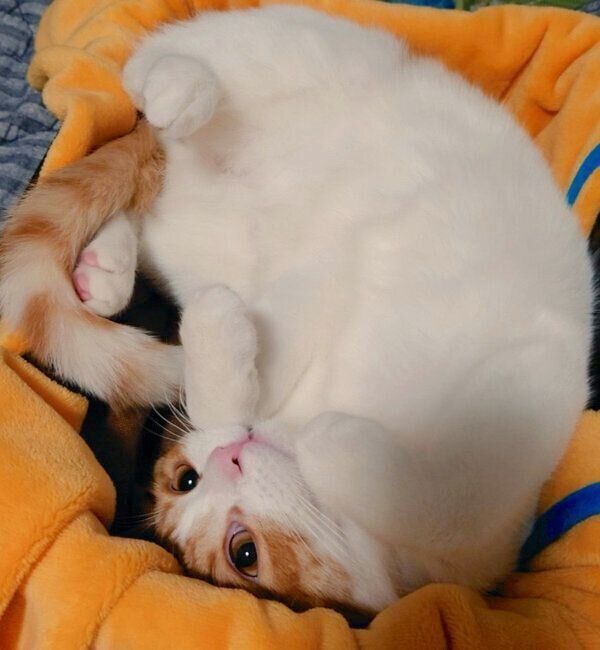 くつろぐおちゃまるさん