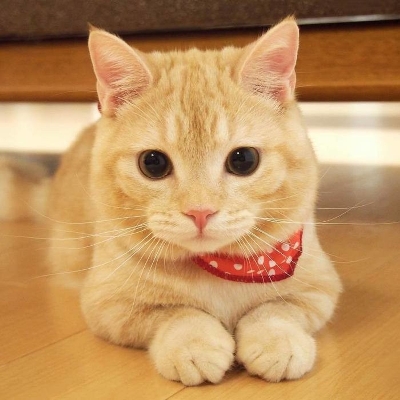 クリームパンにそっくり マンチカンのぷーちゃん Vol 4 ねこのきもちweb Magazine クリームパンにそっくり マンチカンのぷーちゃん Vol 4 ねこのきもちweb Magazine