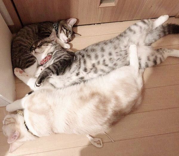 仲良く眠るミントちゃん、バロンちゃん、サクラちゃん