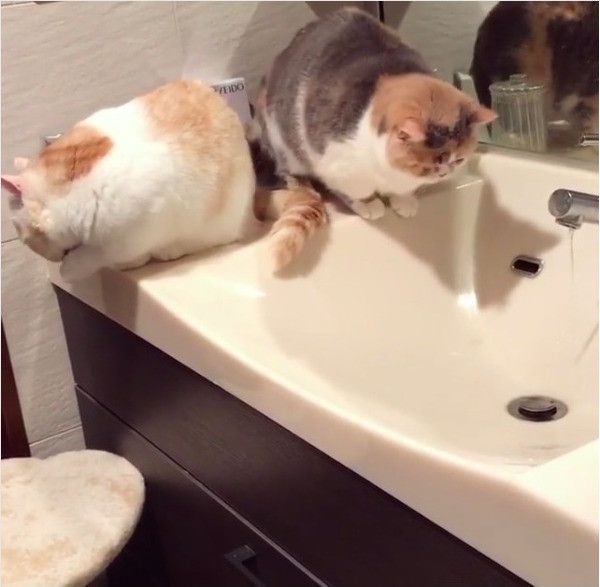 水にさわるニャンコ