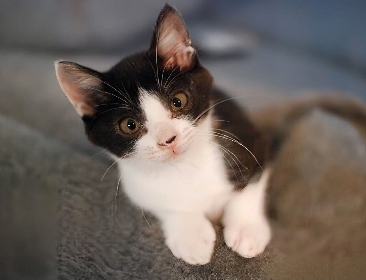 お迎え当時の虎徹くん