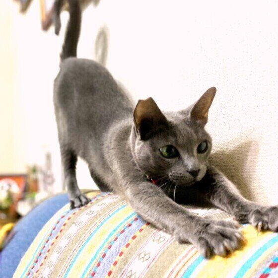 ロシアンブルーのサリーちゃん