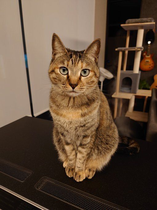 飼い主を見つめる猫