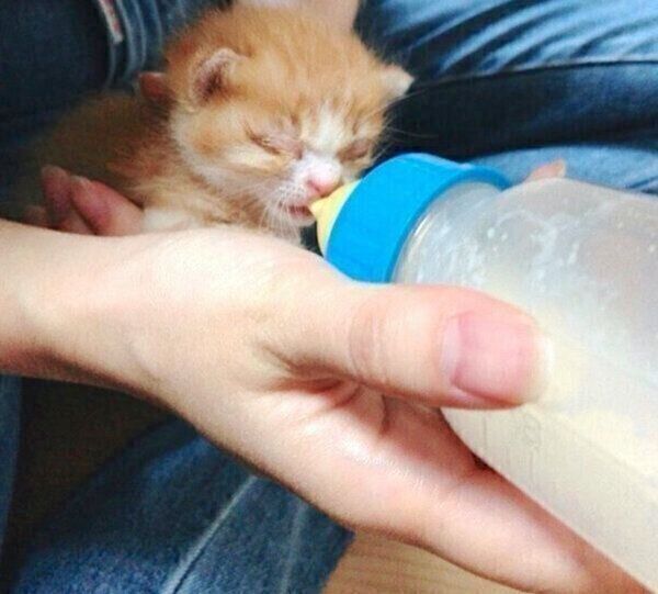 ミルクを飲むいなりくん