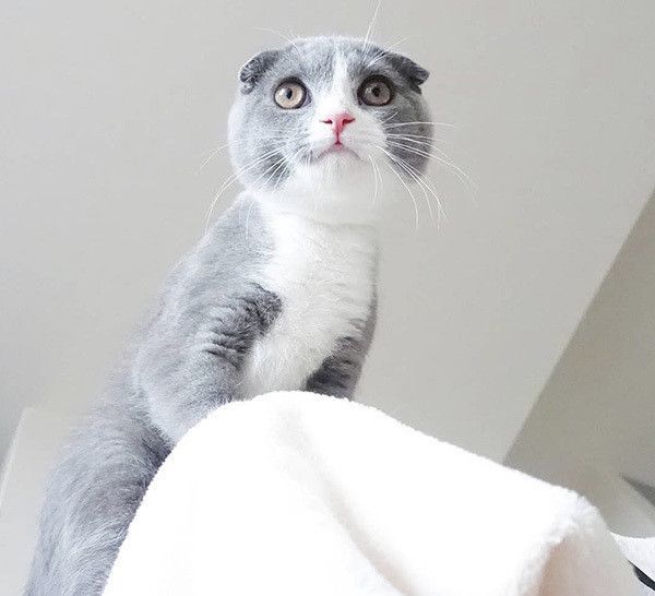 見つめるスコティッシュフォールド