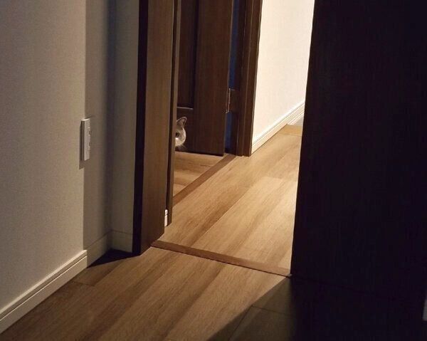 遠くから見つめてくるさかもとちゃん