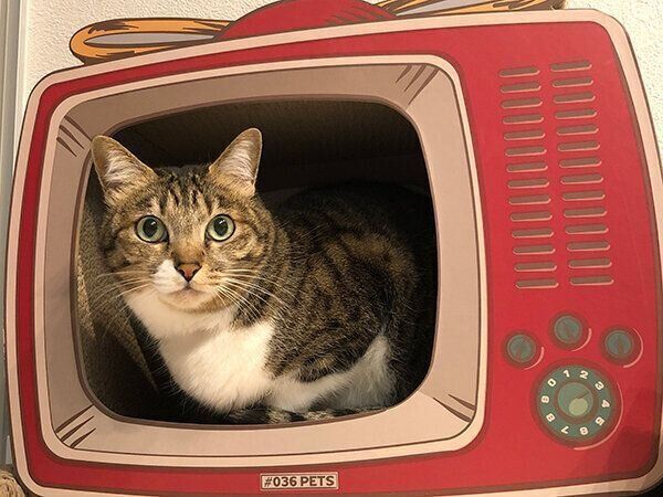 見つめるやっちゃん