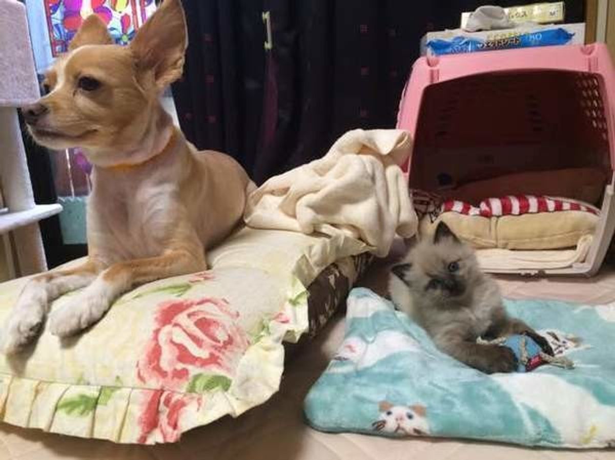 猫と犬を一緒に飼うことに 体験談から見えてきた猫と犬の相性とは ねこのきもちweb Magazine 猫と犬を一緒に飼うことに 体験談から見えてきた猫と犬の相性とは ねこのきもちweb Magazine