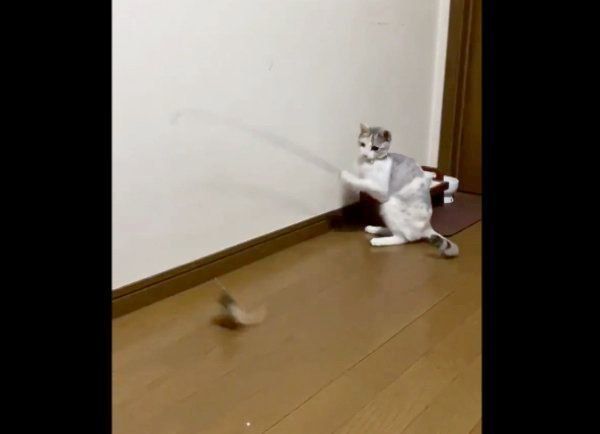 天才的なじゃらしテクで遊ぶ 元保護猫のスゴ技にびっくり ねこのきもちweb Magazine