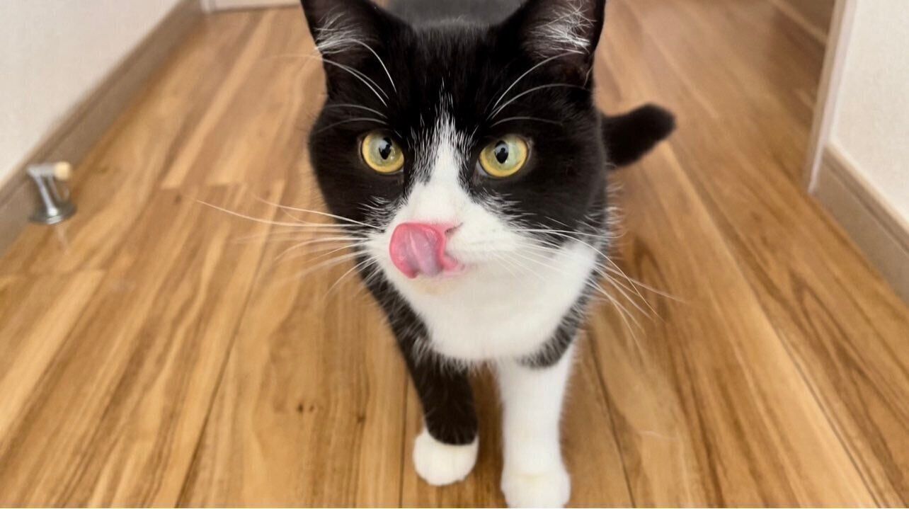 舌をぺろっとするたろうくん