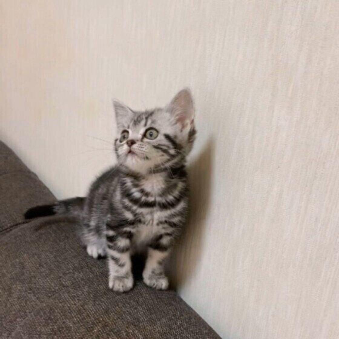 お迎えしたい人も 飼っている人も アメショと上手に暮らすコツ ねこのきもちweb Magazine お迎えしたい人も 飼っている人も アメショと上手に暮らすコツ ねこのきもちweb Magazine