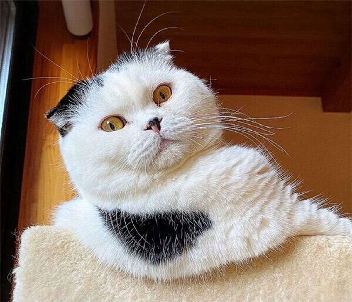 どんな表情してるのか気になる シュールすぎる方法でリラックスする猫に胸キュン ねこのきもちweb Magazine どんな表情してるのか気になる シュールすぎる方法でリラックスする猫に胸キュン ねこのきもちweb Magazine