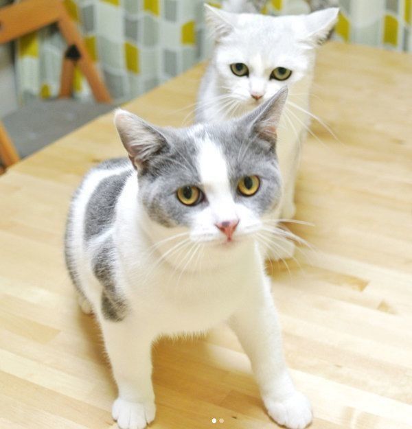 まんまるお目めのスコティッシュフォールドとブリティッシュショートヘア