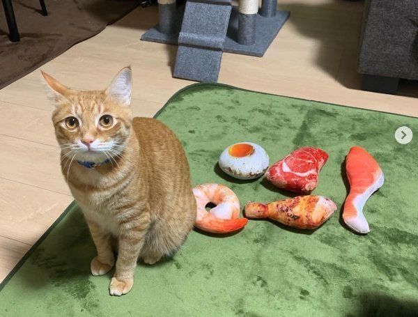 茶トラのウニくん