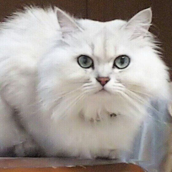 ペルシャのココ太ちゃん
