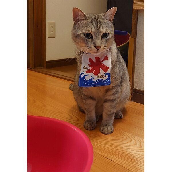 見つめるにゃーちゃん