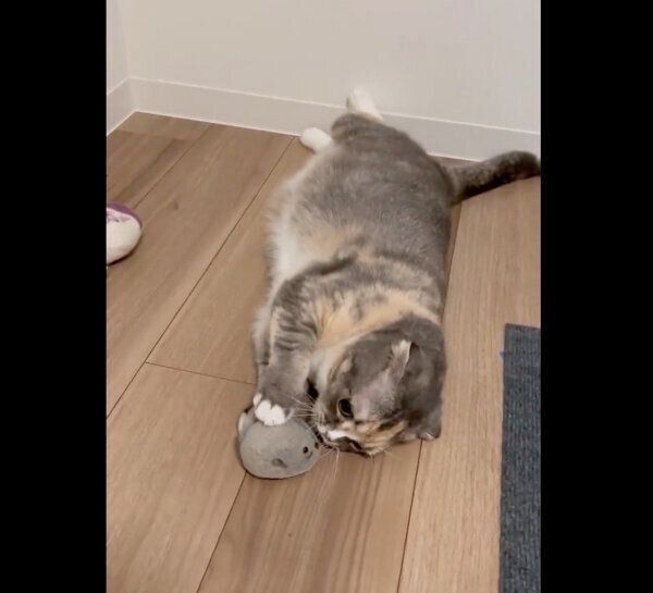 ネズミのラジコンと戯れるほたてちゃん