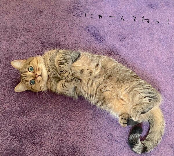 寝転がるきなこちゃん