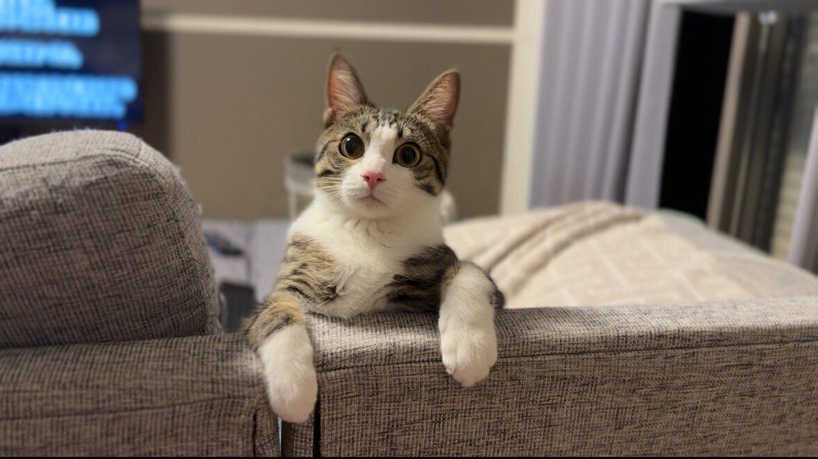 飼い主を見つめる猫