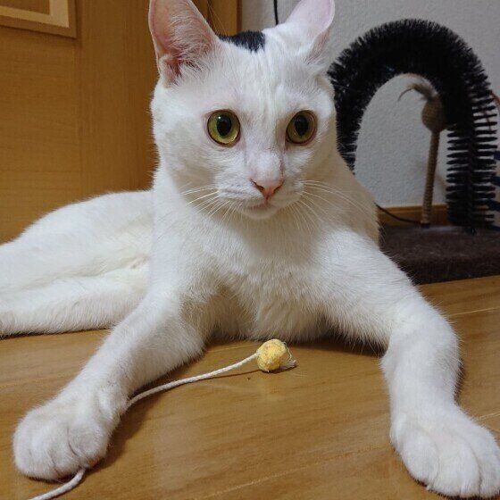 おもちゃで遊ぶ黒白Mix猫